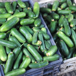 ����������� �����: ������������������� ��������� � ����