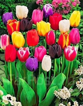 ����� ����� ������ ���������� �����: ������ � ������������