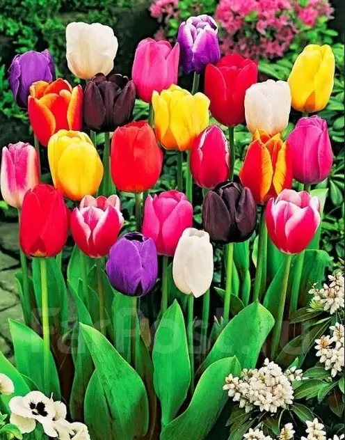 Когда лучше сажать луковичные цветы: советы и рекомендации