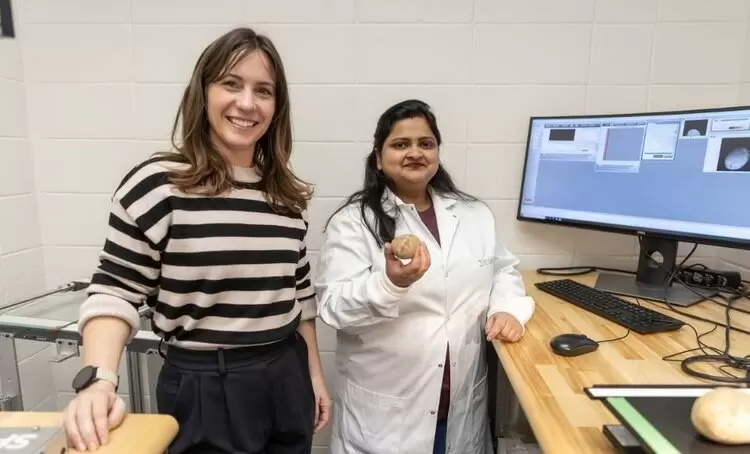 Прорыв в агрономии: ученые нашли способ быстро оценивать токсичность картофеля