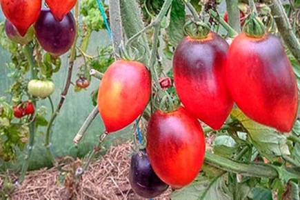 ������� �� ��������: ������� ��������� ����������� ������� ���������