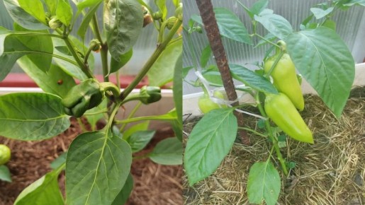 ��� ��������� ������ � ��������� ����� ����������� ���� �����