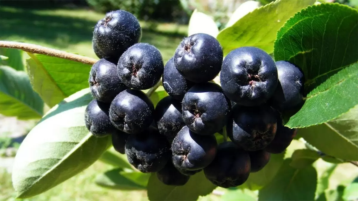 Арония: ягодный суперфуд, который покоряет сердца садоводов