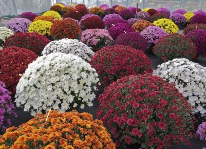 ��������� �����: ��� ���������� �������� �������� � �������� ���������