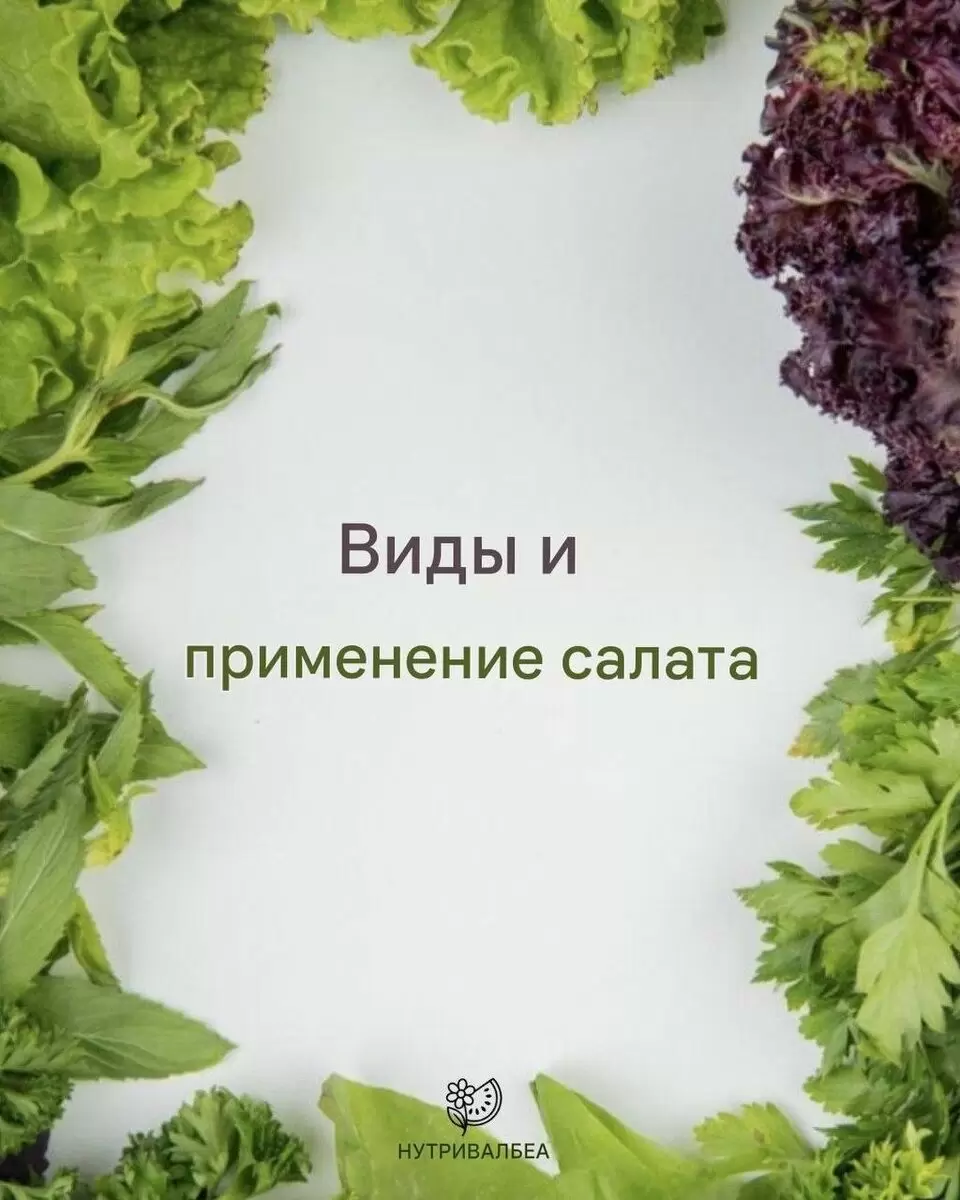 Салат: разнообразие видов и способы использования в кулинарии