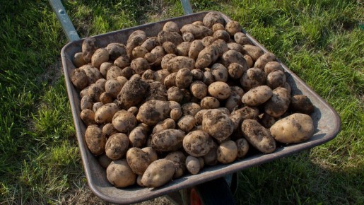 ����������� ��������� ��� �������: ������������ � ������