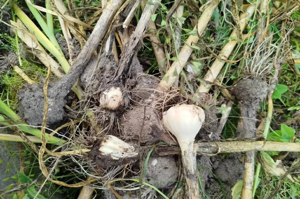 Чеснок на грядках: когда гниение становится проблемой