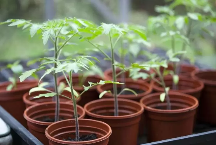 Секреты успешной рассады: как выбрать правильные удобрения