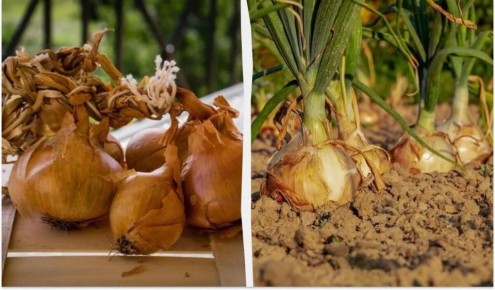 Как выбрать идеальный сорт озимого лука: советы от дачников