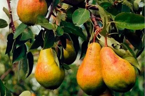 Сорт груши Чудесница: уникальные характеристики и секреты ухода