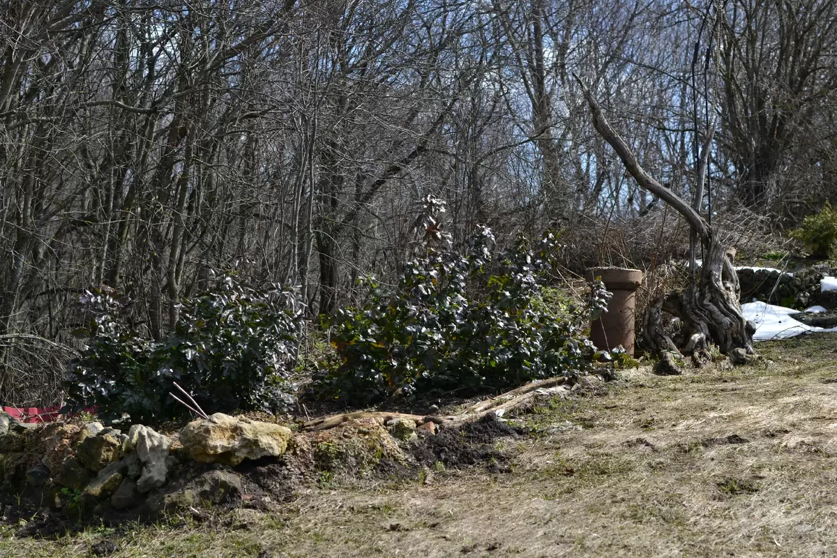 Сад пробуждается: весенние открытия и планы