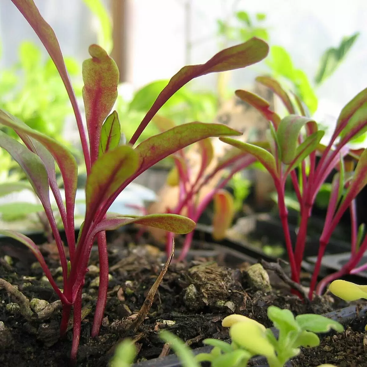 Как избежать «бородатой» свёклы: советы для дачников