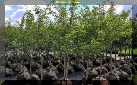 Как выбрать качественные саженцы плодовых деревьев и избежать обмана