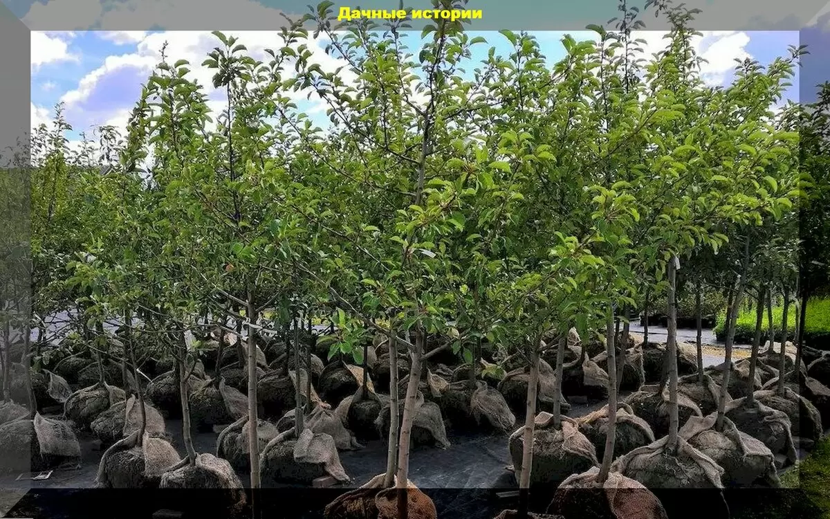 Как выбрать качественные саженцы плодовых деревьев и избежать обмана