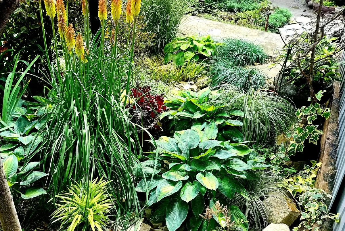 Выносливые растения для вашего сада: как создать цветник, который переживет все капризы природы