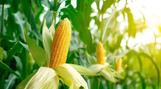 ��������: ������������ ���� � ������� �������� � ��������� ����������