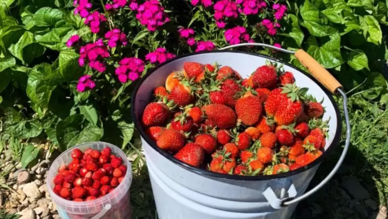 Клубника без хлопот: секрет трехслойной подкормки для стабильного урожая