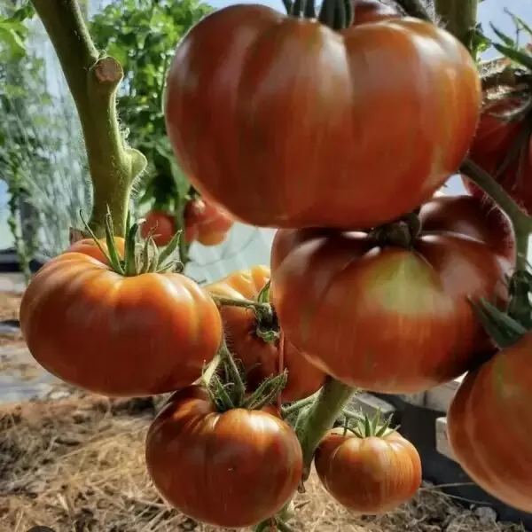 Томат Гном Бабушкин Шоколад: вкусный выбор для вашего огорода
