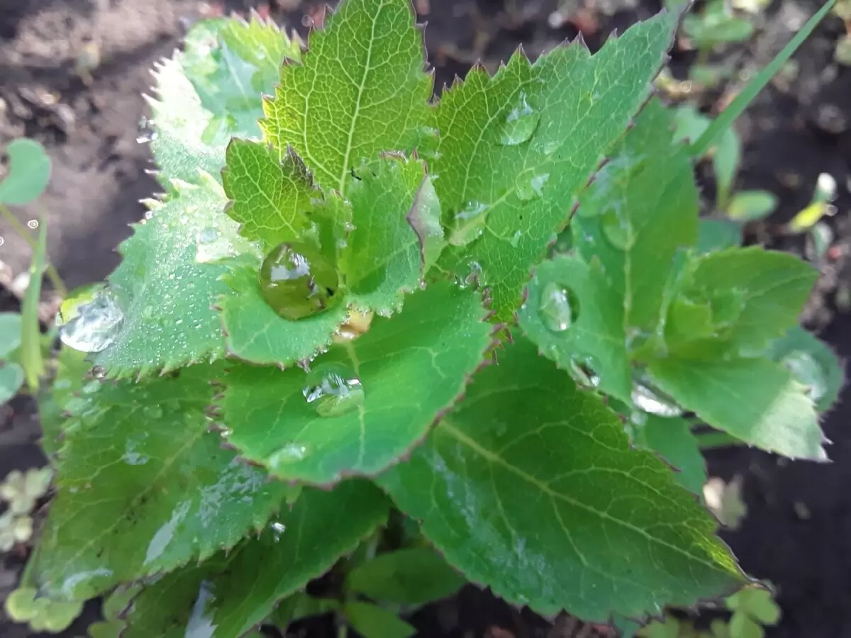 Платикодон: удивительные качества и секреты посадки