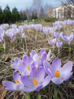 � ������ ������� �������� �������))