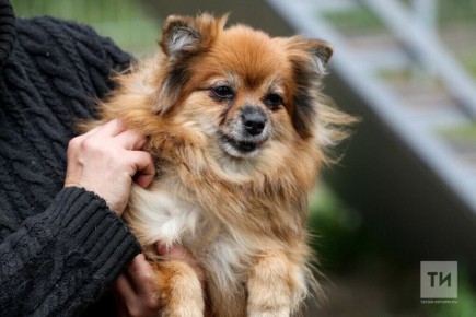 В Татарстане зарегистрировали уже более 66 тысяч собак