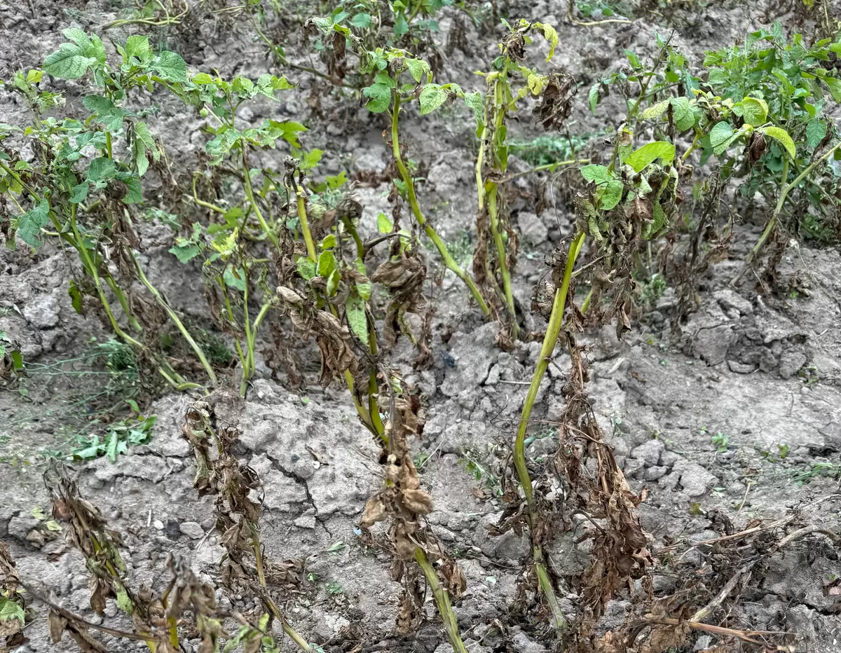 Осторожно! Как неправильный сбор картошки может угрожать вашему урожаю