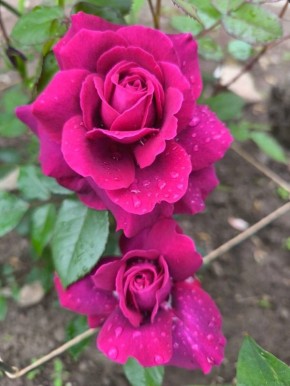 ��� ������ ���� ����: ����������� ���� ������ ������ �����������