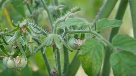 Как профессиональные тепличники справляются с жарой и добиваются успеха в выращивании томатов