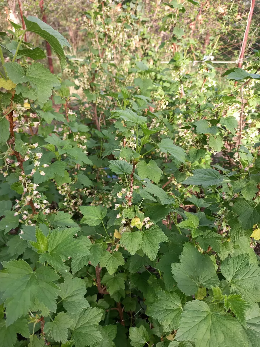 Почему желтеют листья черной смородины: основные причины и способы решения проблемы