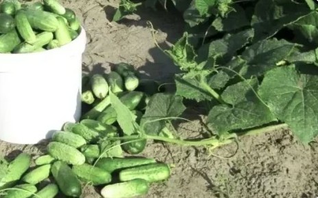 Чудо-соседство: как чеснок повышает урожай огурцов вдвое