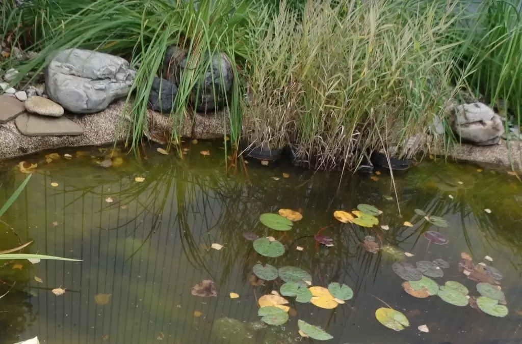 Как защитить дачный пруд от зимних холодов