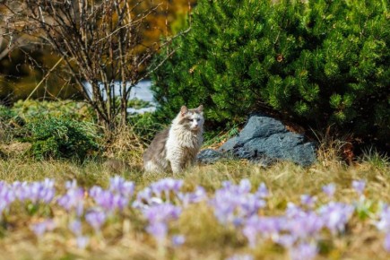 Не перестаём любоваться крокусами на площади Лемаева