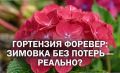 Гортензия Форевер энд Эвер: хитрости и секреты зимовки без потерь