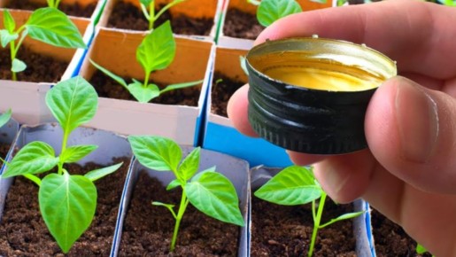 ������ �� �������: ��� �� ����� ������� ������ ��������