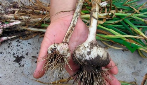 ��� �������� ������� �������� ������ ������� �������: ����� ������ ��� gardeners