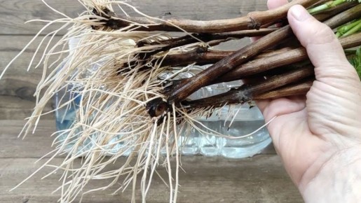 ��� ��������� ������� ��� �����: ������� � �������� �����, ����������� ��������