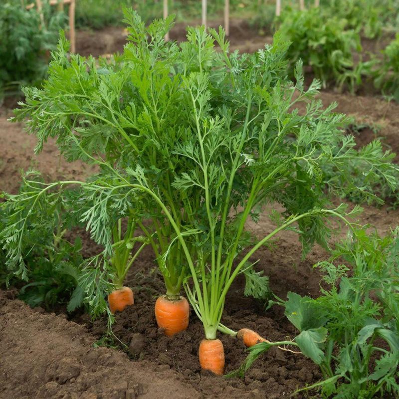 ��� �������� ������� ������ �� ������� � ��������