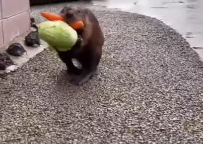 ����� �� �������: �� ������ ����