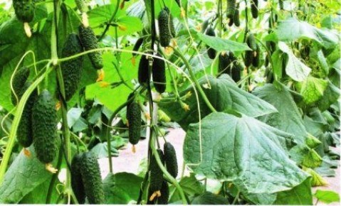 ������� �������� ������� ������� �� �������