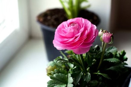 ��� ���������� �� ����� � ��������� �������: ������� � ����������� ������