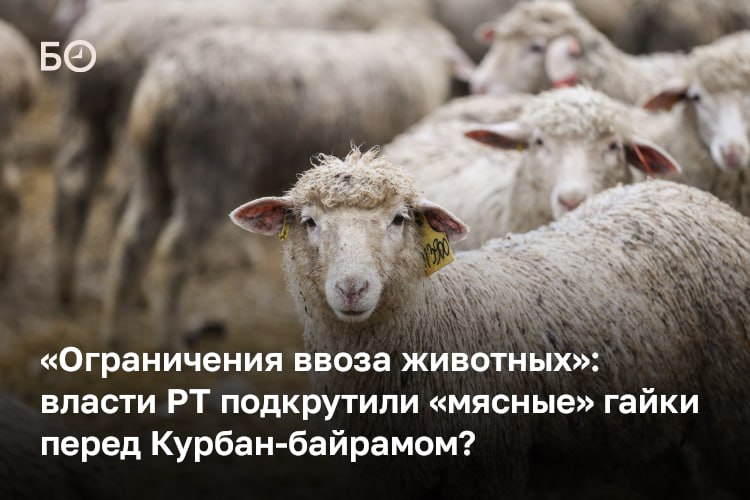 Кабмин РТ скорректировал план мероприятий по профилактике заболевания ящуром в Татарстане практически за месяц до празднования Курбан-байрама 27 мая