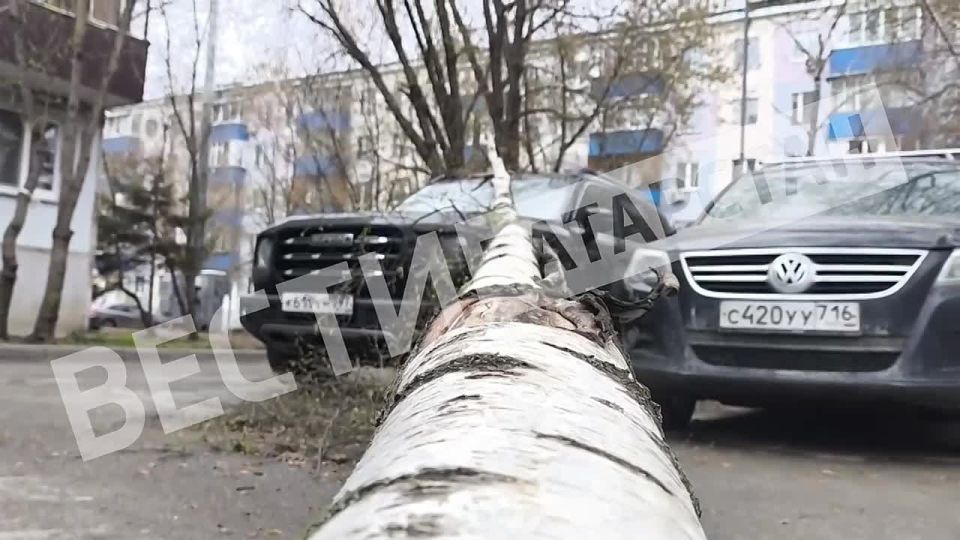 Берёза упала на иномарку
