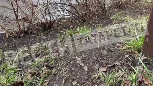 � ������ ����� ����