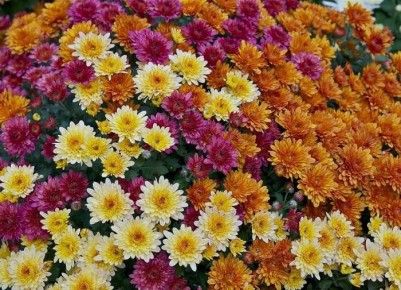 ������� ����� �� ������������: ��� ������� ��� ��� ����� � ��������