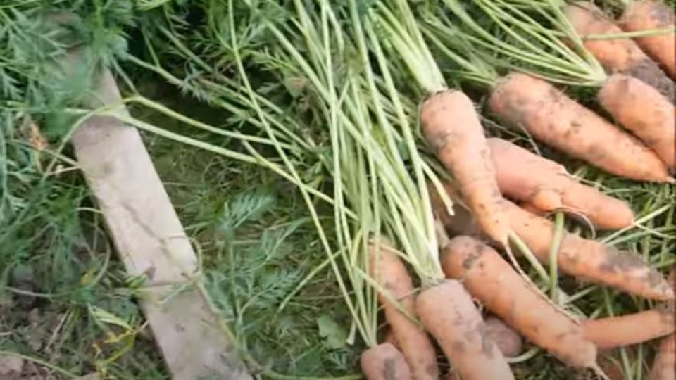 Как успешно вырастить крупную морковь: советы и секреты огородников