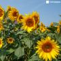 В Татарстане увеличили площади масличных культур на 87 000 гектаров