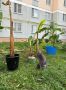 В Нижнекамске появилась банановая плантация