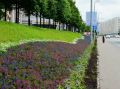 В Казани продолжается цветочное оформление города: этим летом высадят 1,3 млн цветов