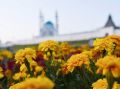 Три дня, 30 тысяч цветов: на улице Вишневского высадили новый цветник