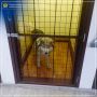 В Бавлах приставы изъяли собаку, укусившую детей, и поместили её в приют